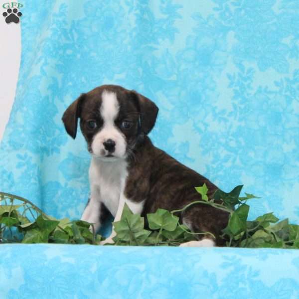 Mocha, Boston Terrier Mix Puppy